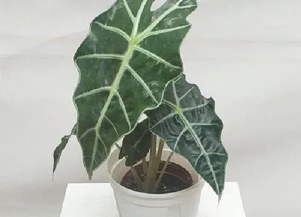 植物浇水|海芋多久浇一次水