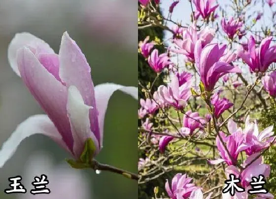 植物种类|玉兰和木兰是一种花吗