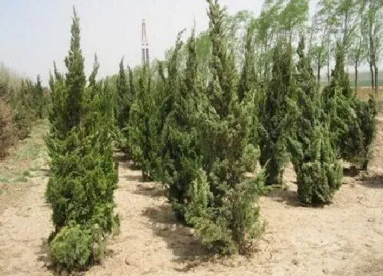 树之最|不落叶的树有哪些