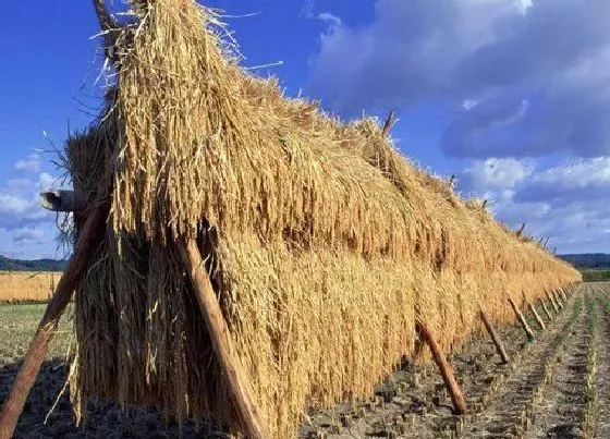 植物产地|广州盛产什么农作物