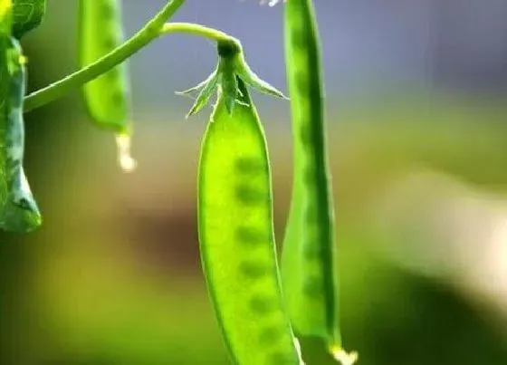 植物播种|花豆什么时候播种合适