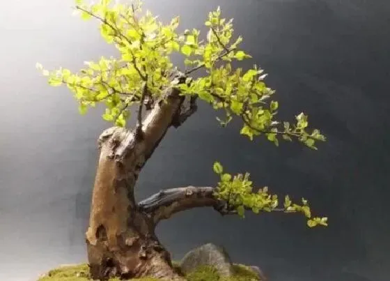 冬天植物|雀梅耐寒吗（雀梅盆景过冬的最低温度）