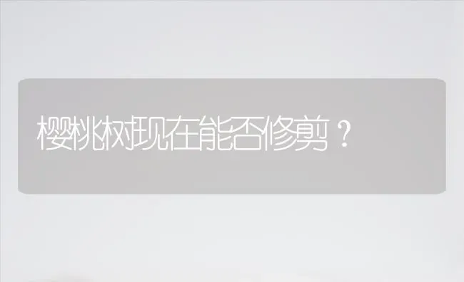 樱桃树现在能否修剪？ | 瓜果种植