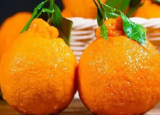 果实成熟|丑橘几月份成熟上市