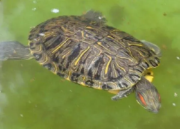 植物浇水|乌龟水可以浇花吗