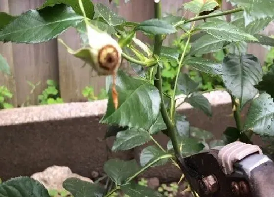 植物修剪|玫瑰花什么时候剪枝合适