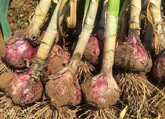 冬天植物|大蒜怎么过冬天