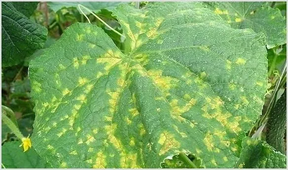 百菌清在蔬菜上的运用 | 植物病害