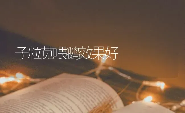 子粒苋喂鹅效果好 | 瓜果种植