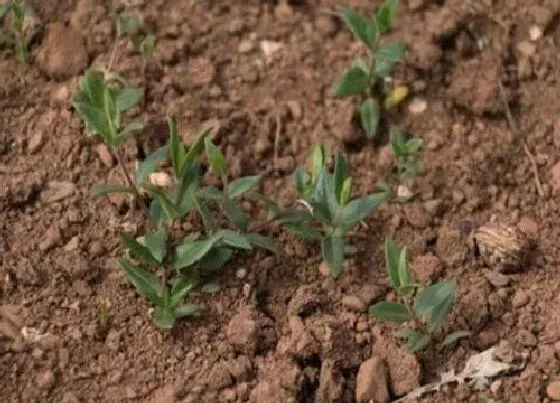 植物排行|国家二级保护植物有哪些