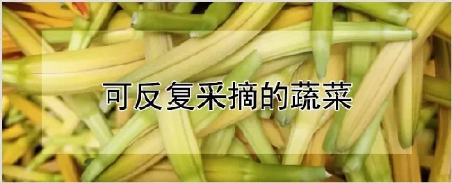 可反复采摘的蔬菜 | 农业技术