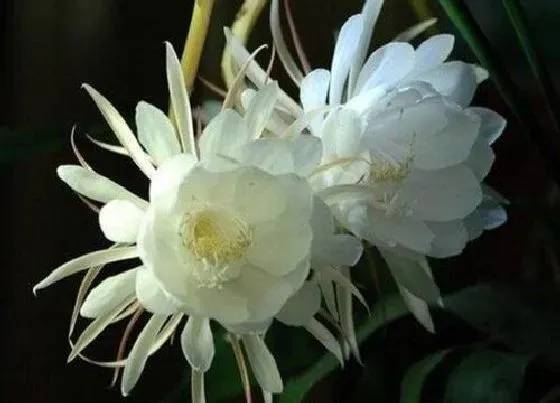 花语|什么花的花语是永远