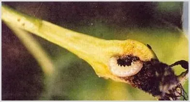 梨实蜂虫该怎样防治？ | 种植病虫害