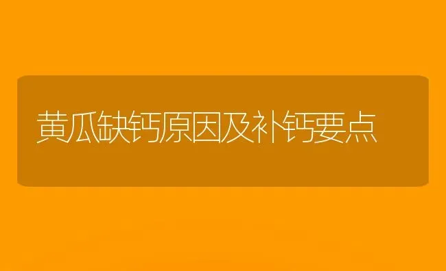 黄瓜缺钙原因及补钙要点 | 蔬菜种植