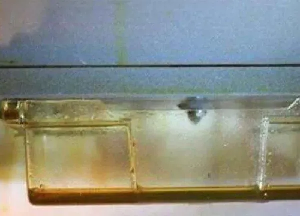 植物浇水|油烟机油可以浇花吗