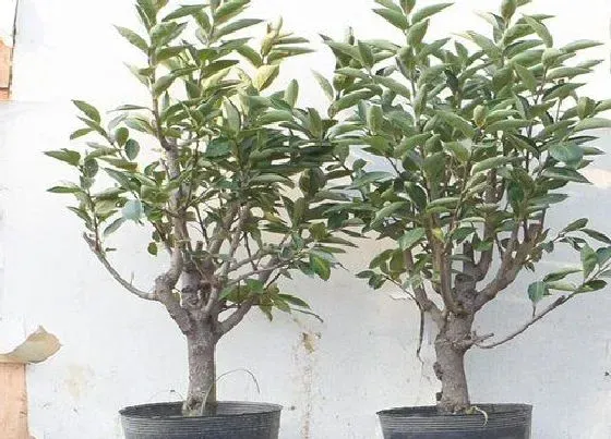 植物嫁接|柿子树可以嫁接吗