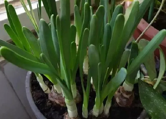 植物文学|水仙花生长过程图片记录（观察水仙花生长阶段的描写）