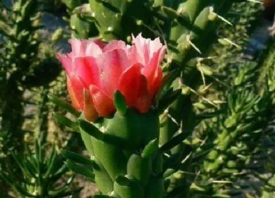 开花时间|将军棒多久开花一次