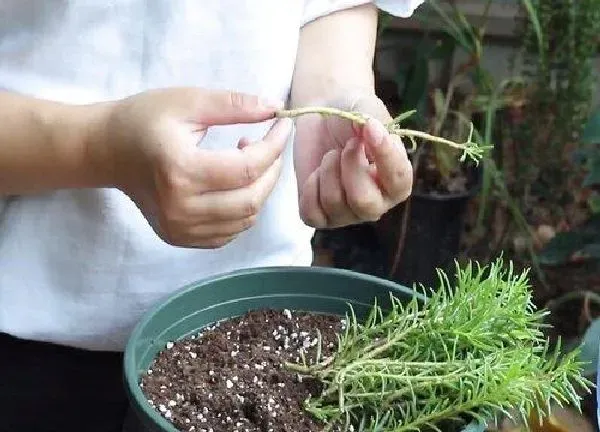 植物生根|太阳花扦插多久生根 怎样扦插成活率高