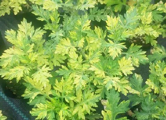 种植管理|艾草几月份种植最好 在什么季节种植好