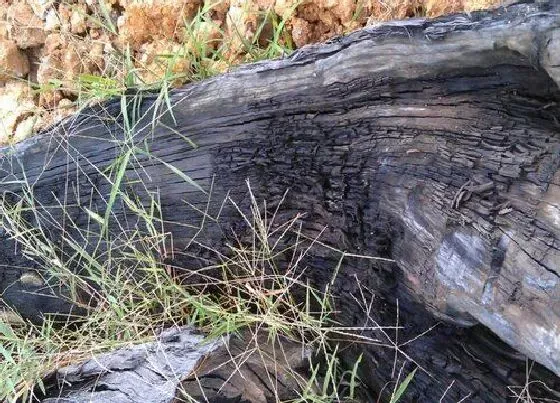 植物种类|乌木是什么树 长什么样子