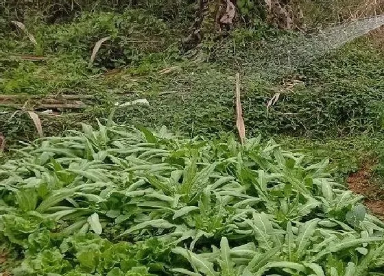 植物施肥|复合肥兑水浇菜多久一次，复合肥浇蔬菜间隔几天浇好）