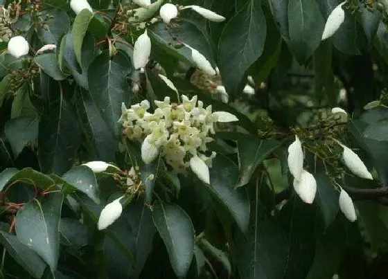 植物排行|国家二级保护植物有哪些