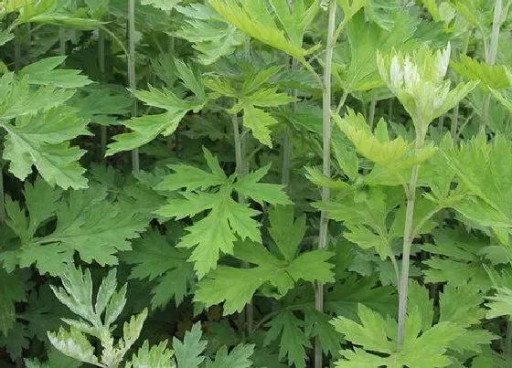 种植管理|艾草的种植方法和时间 几月份种植最好