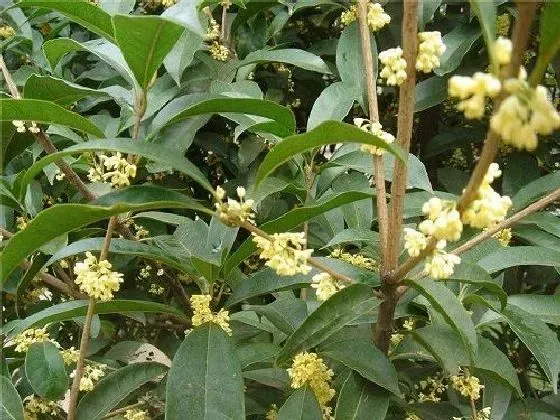 植物嫁接|桂花树嫁接时间和方法