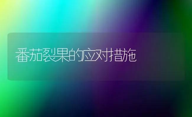 番茄裂果的应对措施 | 瓜果种植