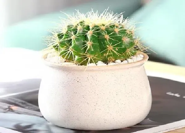 植物浇水|仙人球冬天怎么浇水 冬季浇水的正确方法
