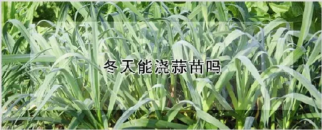 冬天能浇蒜苗吗 | 农业技术