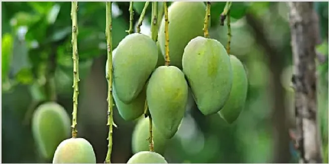 芒果催芽方法 | 农业科普