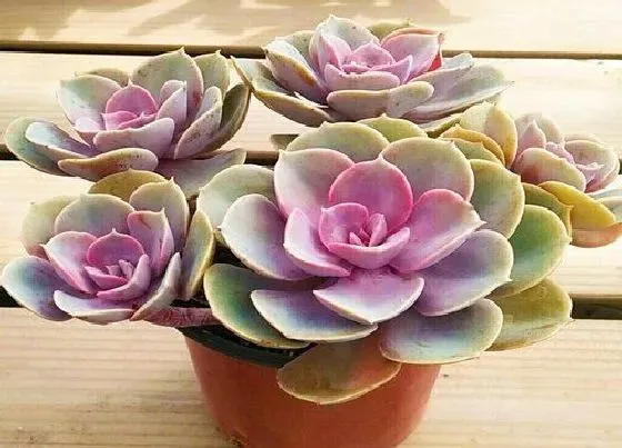 冬天植物|紫珍珠耐多少度低温