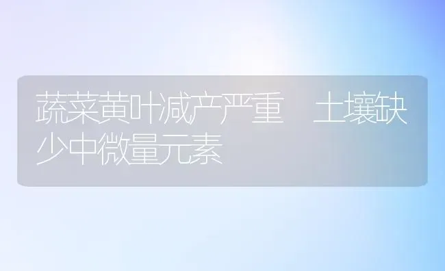 蔬菜黄叶减产严重 土壤缺少中微量元素 | 蔬菜种植