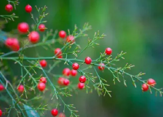 植物百科|南天竹开花吗 开花什么样子