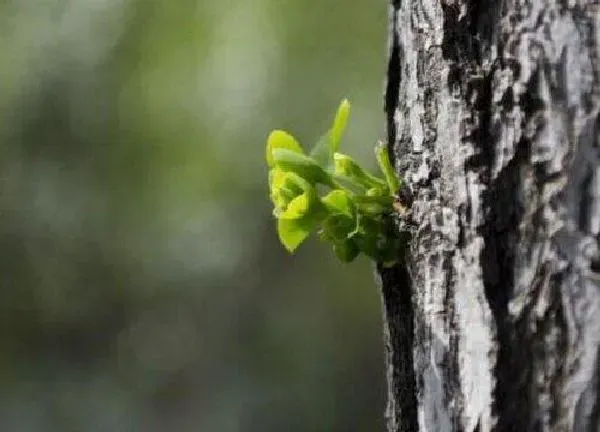 植物发芽|银杏树什么时候发芽长叶