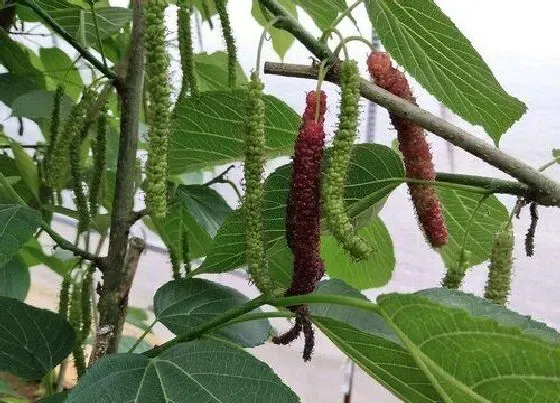 植物排行|果桑什么品种最好