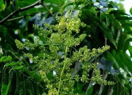 植物百科|香椿开花吗 开花什么样子