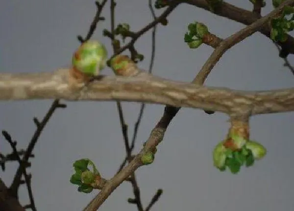 植物发芽|银杏树什么时候发芽长叶