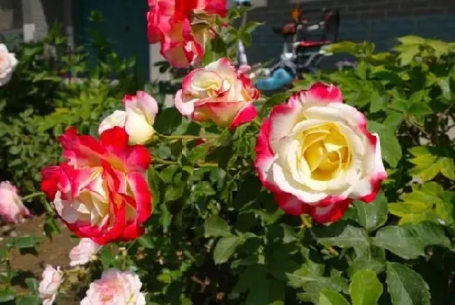 植物种类|十大浓香型月季花香味排名（月季花香味浓郁第一名品种）