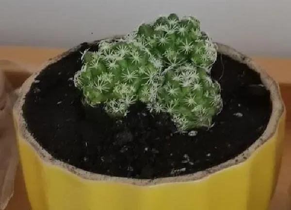 植物移栽|仙人球换盆时间和方法