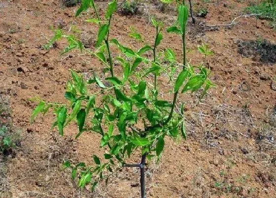 种植方法|冬枣种植栽培的技术 冬枣的种植与管理技术要点