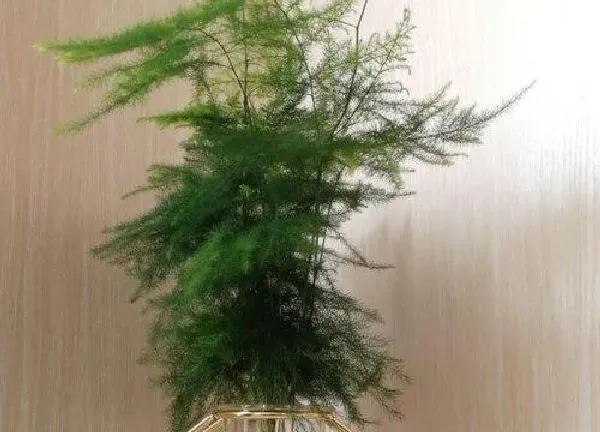 植物移栽|文竹什么时候换盆合适