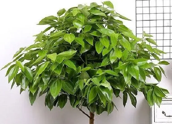 吸甲醛|幸福树能吸收甲醛吗
