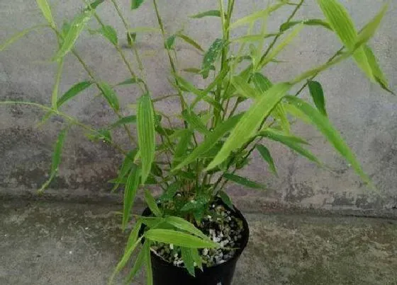 植物修剪|姬翠竹怎么修剪方法