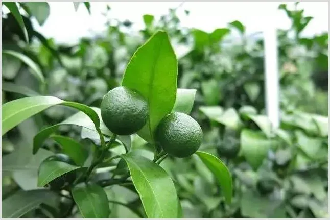 不同树龄柑橘树的修剪要点 | 自然知识