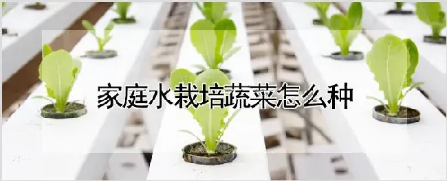 家庭水栽培蔬菜怎么种 | 农业技术