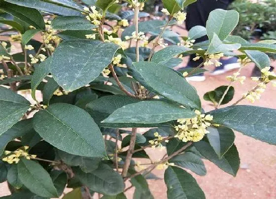 种植百科|门前可以种桂花树吗