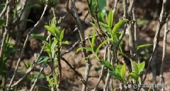 习性特点|藤条茶和古树茶的区别